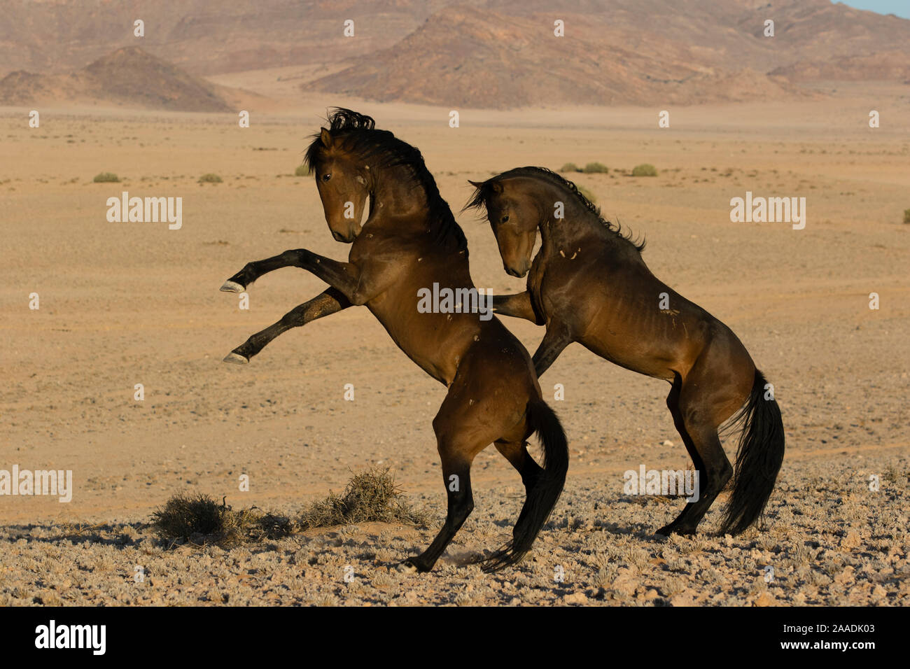 Feral Horse (Equus caballus) fight between stallions during mating season.  Namib-Naukluft National Park, Namibia. Stock Photo