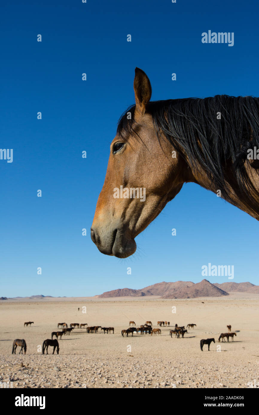 Feral Horses (Equus caballus) gathering around waterhole, Namib-Naukluft National Park, Namibia. Stock Photo
