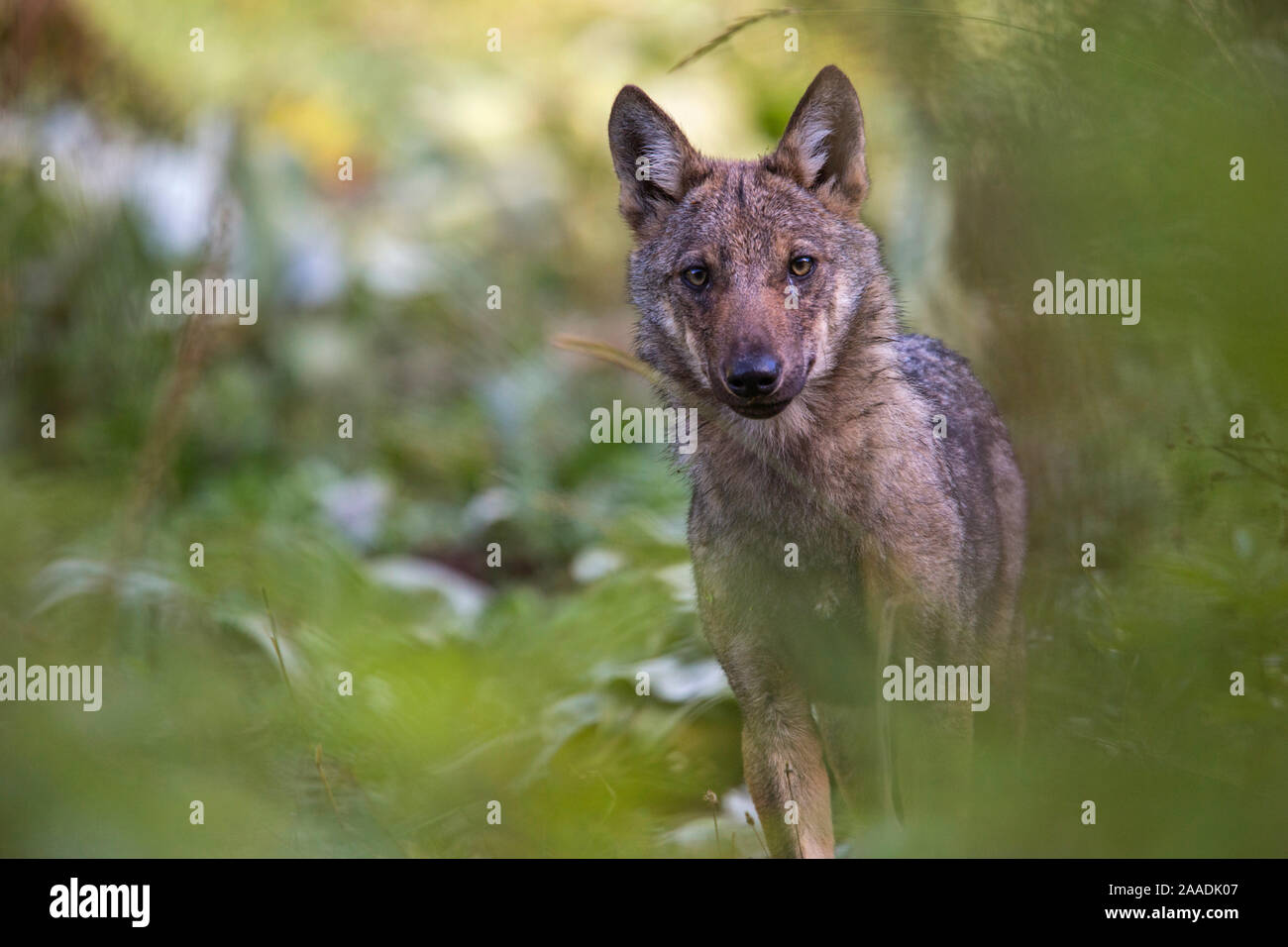 Wild Apennine wolf (Canis lupus italicus) pup portrait in summer. Central Apennines, Abruzzo, Italy. September. Italian endemic subspecies. Stock Photo