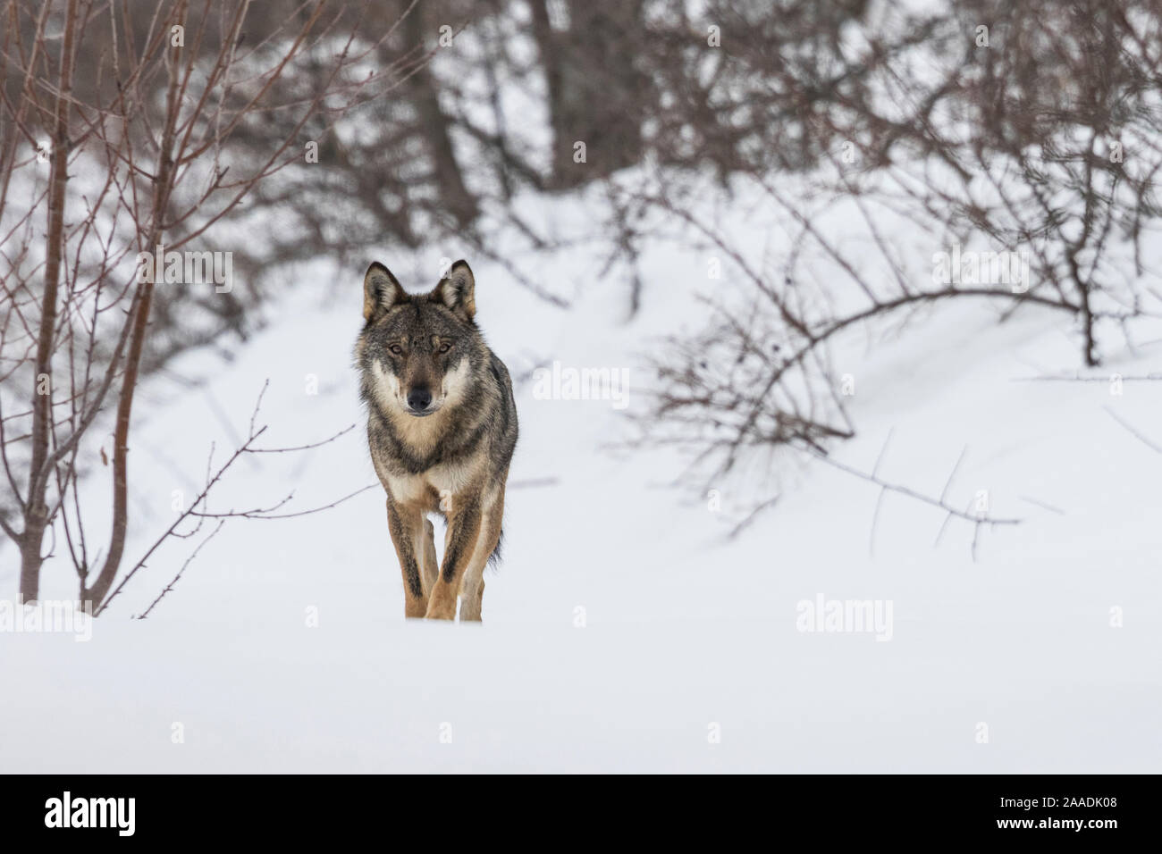 Wild Apennine wolf (Canis lupus italicus) in snowy landscape. Central Apennines, Abruzzo, Italy. February. Italian endemic subspecies. Stock Photo