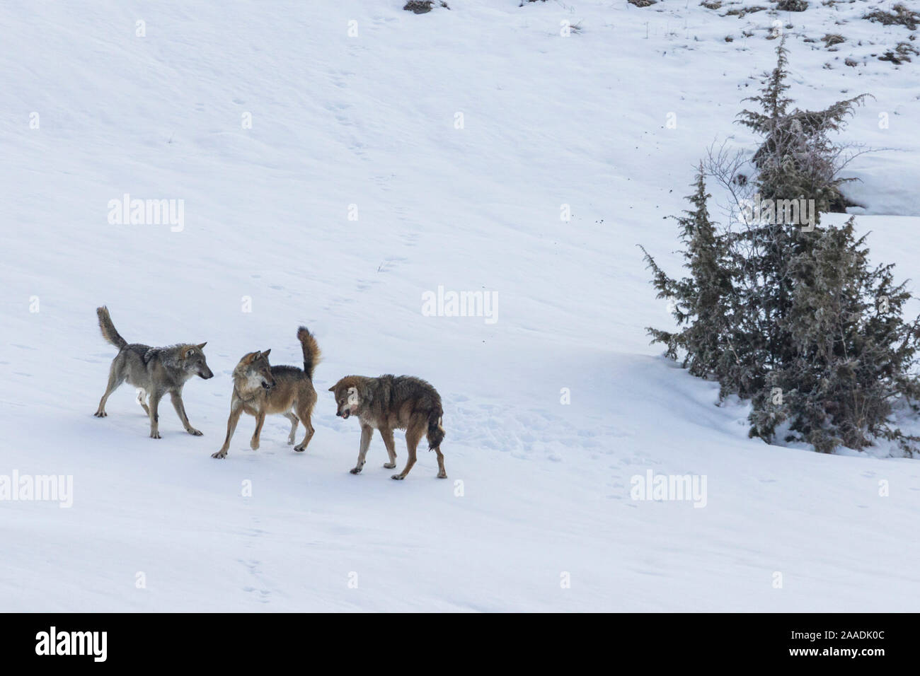 Wild Apennine wolf (Canis lupus italicus), two resident wolves attack intruder in their territory. Italian endemic subspecies. Central Apennines, Abruzzo, Italy. March.Sequence 8 of 16 Stock Photo
