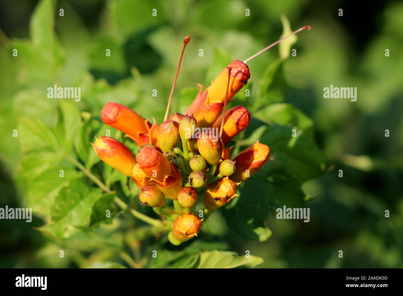 Dense bunch of Trumpet vine or Campsis radicans or Trumpet creeper or Cow itch vine or Hummingbird vine flowering deciduous woody vine plant Stock Photo