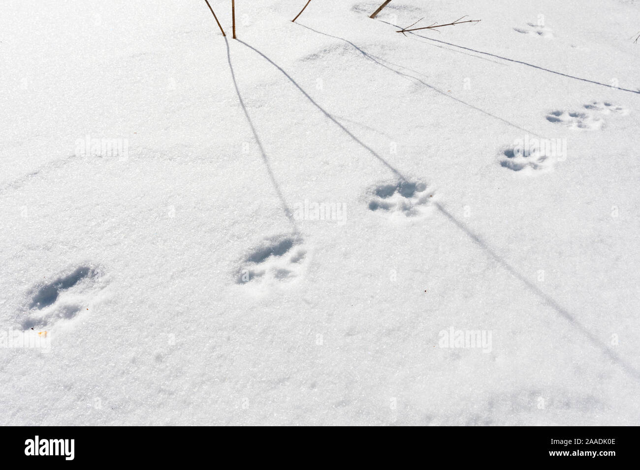 Wild Apennine wolf (Canis lupus italicus) tracks in snow. Central Apennines, Abruzzo, Italy. February. Stock Photo