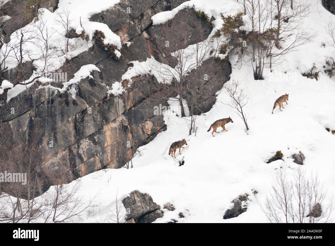 Wild Apennine wolf (Canis lupus italicus) adults moving on snowy mountain slope. Italian endemic subspecies. Central Apennines, Abruzzo, Italy. February.. Stock Photo