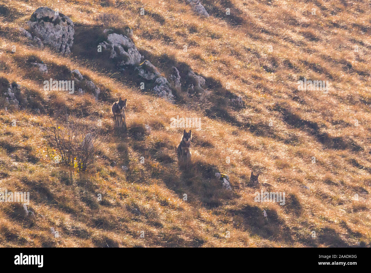 Wild Apennine wolves (Canis lupus italicus) resting among dry grass on a mountain slope in autumn. Central Apennines, Abruzzo, Italy. November. Italy endemic subspecies. Stock Photo
