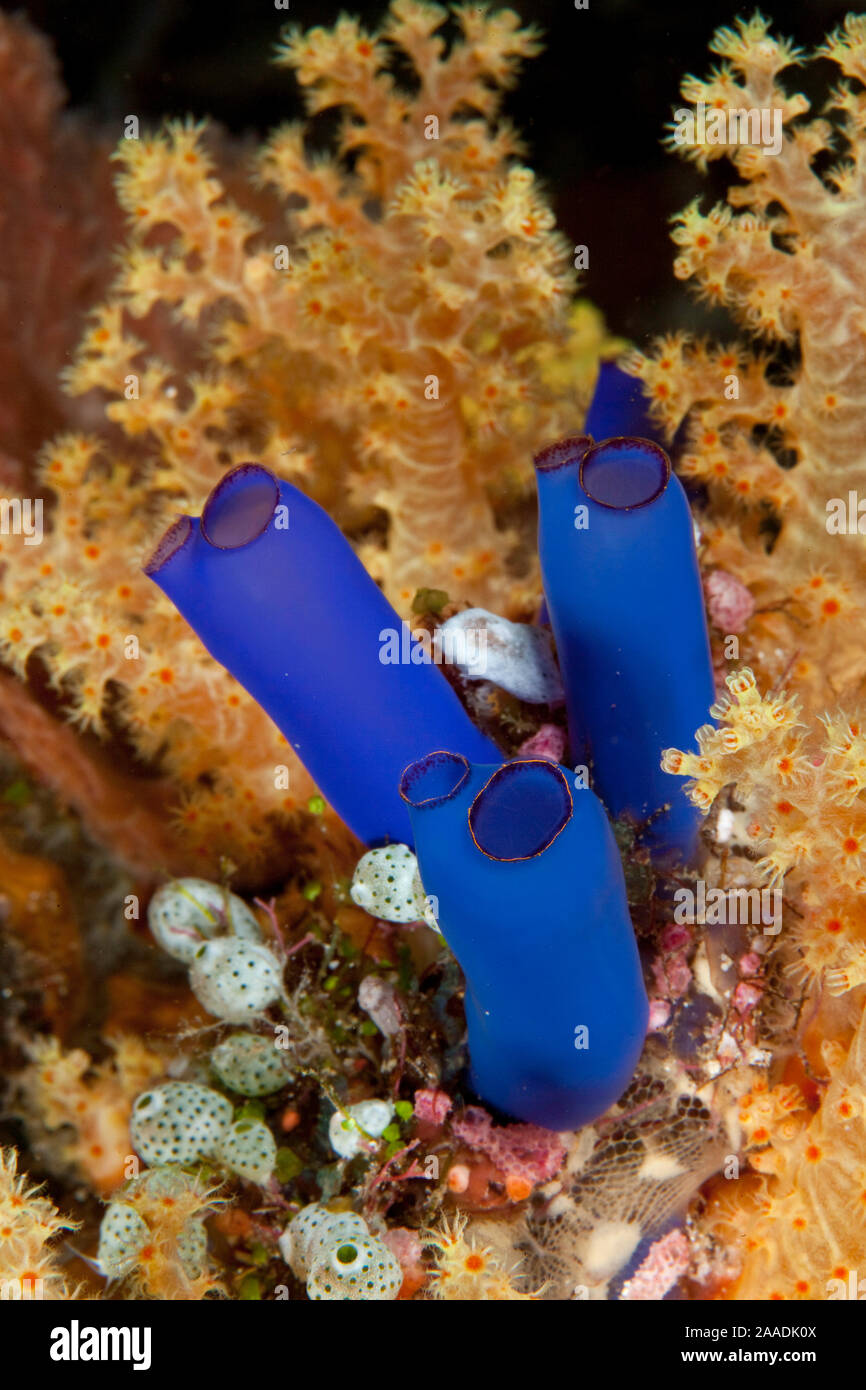 Ascidian (Rhopalaea sp) Tubbataha Reef Natural Park, UNESCO World Heritage Site,  Sulu Sea, Cagayancillo, Palawan, Philippines Stock Photo