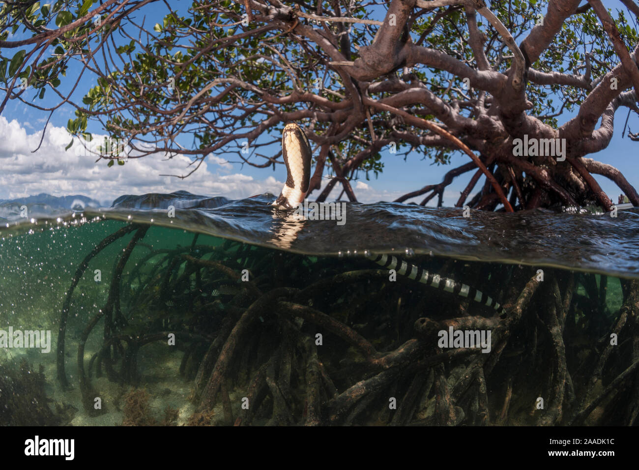 Banded sea kraits (Laticauda colubrina) at low tide in mangrove roots, Mali Island, Macuata Province, Fiji, South Pacific Stock Photo