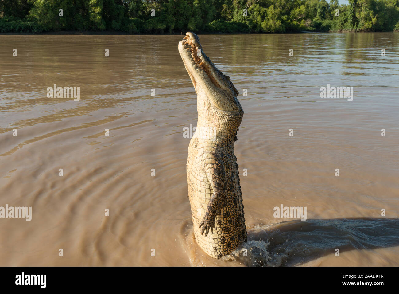 Saltwater crocodile (Crocodylus porosus) jumping up to grab a piece of chicken hung over the water by Adelaide River cruise boat skipper, Adelaide River, Darwin, Northern Territories, Australia Stock Photo