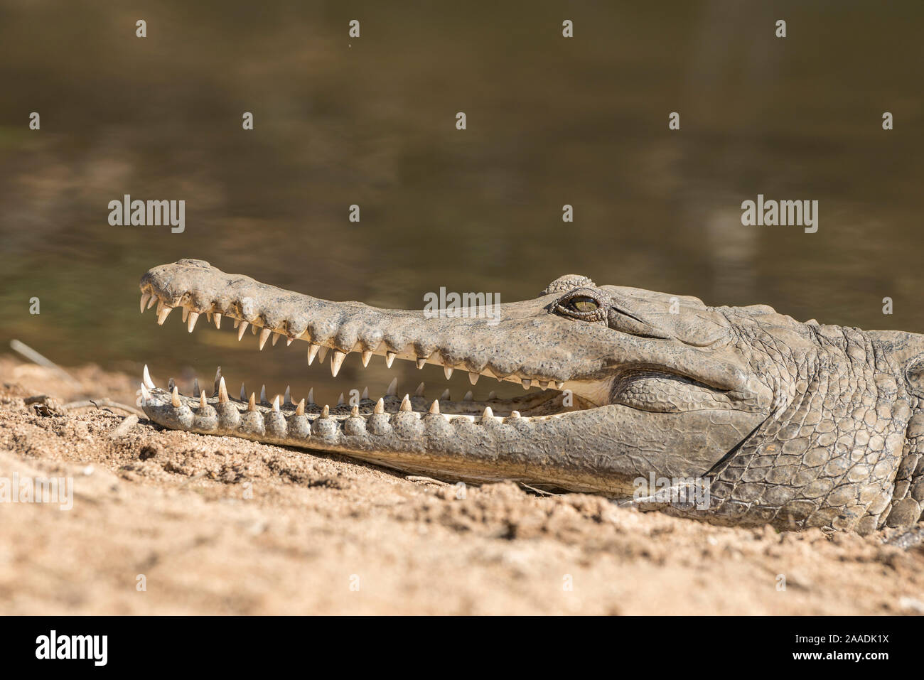 Freshwater crocodile (Crocodylus johnsoni), Kimberley, Western Australia, Australia Stock Photo