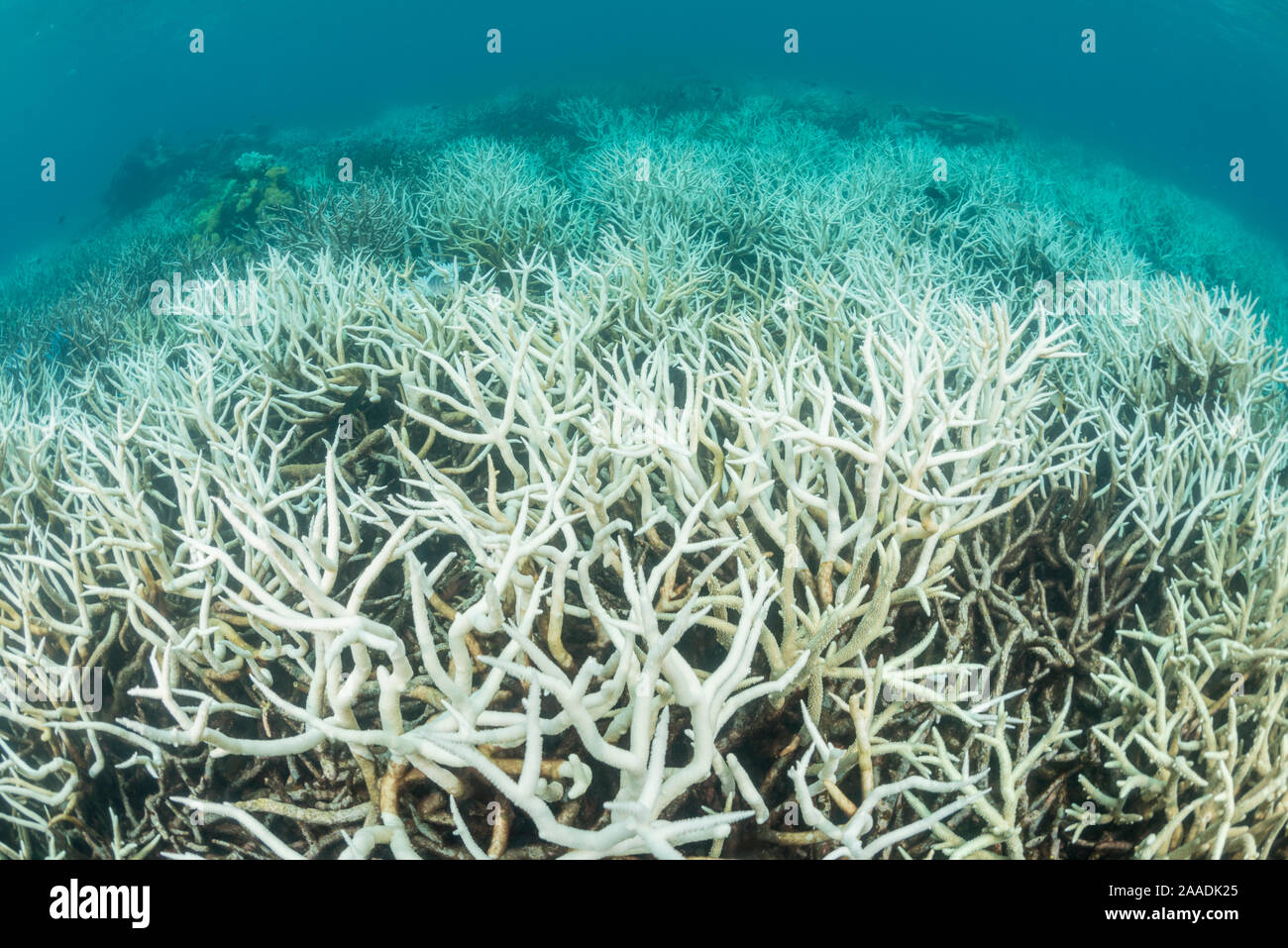 Coral bleaching in the northern Great Barrier Reef, Queensland, Australia March 2017. Stock Photo