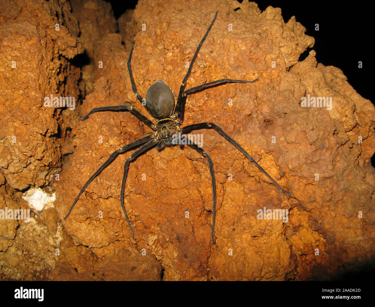 Giant cave spider (Heteropoda sp.) Sulawesi, Indonesia. One of the worlds largest spider with a leg span of 25 cm Stock Photo