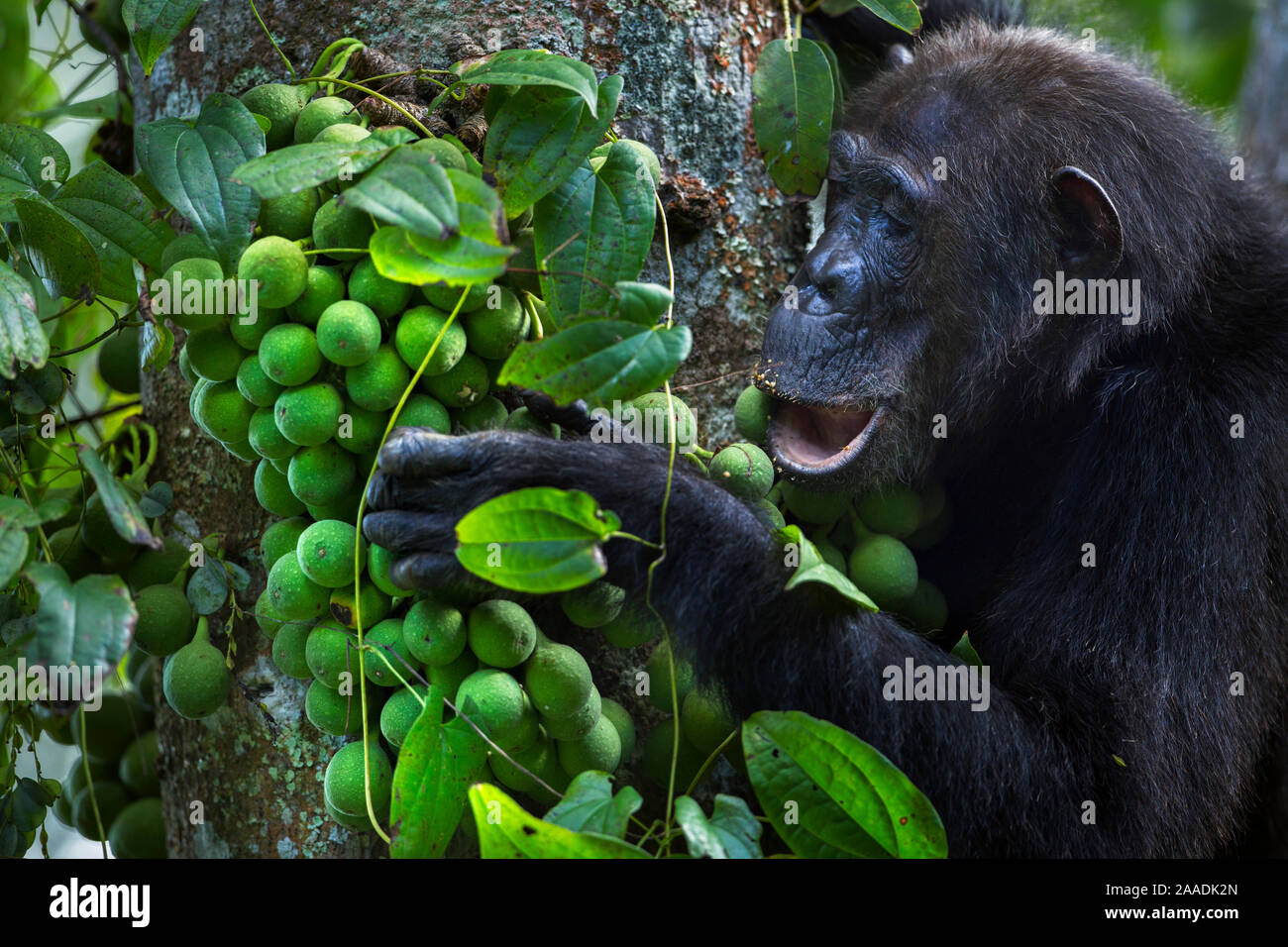 Eastern chimpanzee (Pan troglodytes schweinfurtheii) female 'Gremlin' aged 42 years feeding on figs . Gombe National Park, Tanzania. Stock Photo