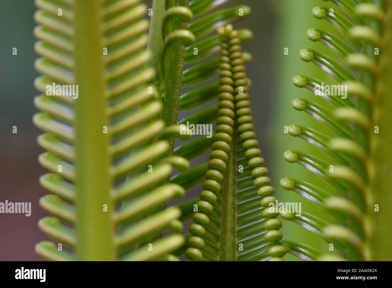 Cycad palm leaves,  Raja Ampat, Western Papua, Indonesian New Guinea. Stock Photo