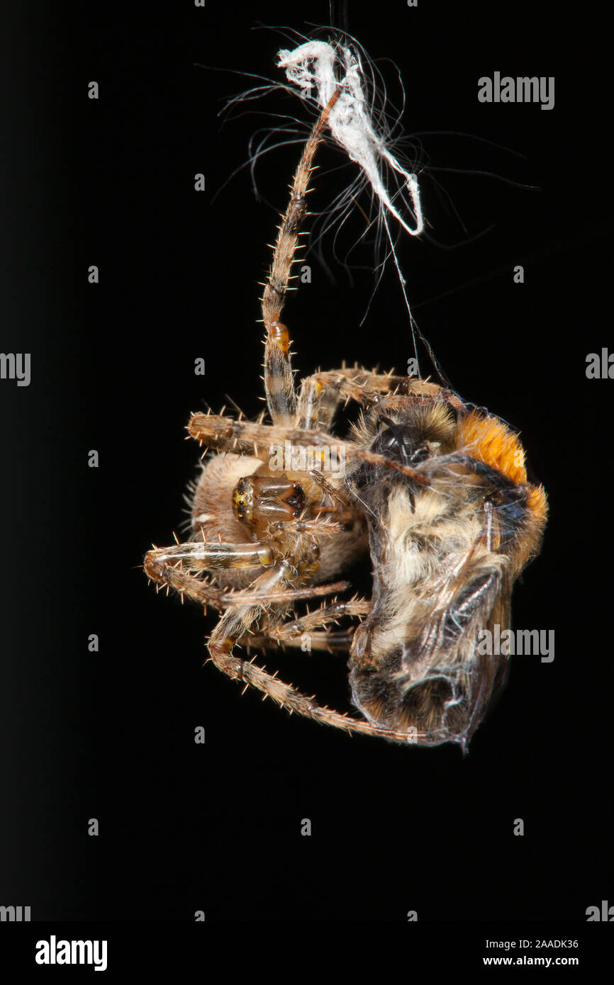Garden Cross Spider (Araneus diadematus) wrapping its Common Carder Bee (Bombus pascuorum) prey in silk, Bristol, UK, September. Sequence 9/10. Stock Photo