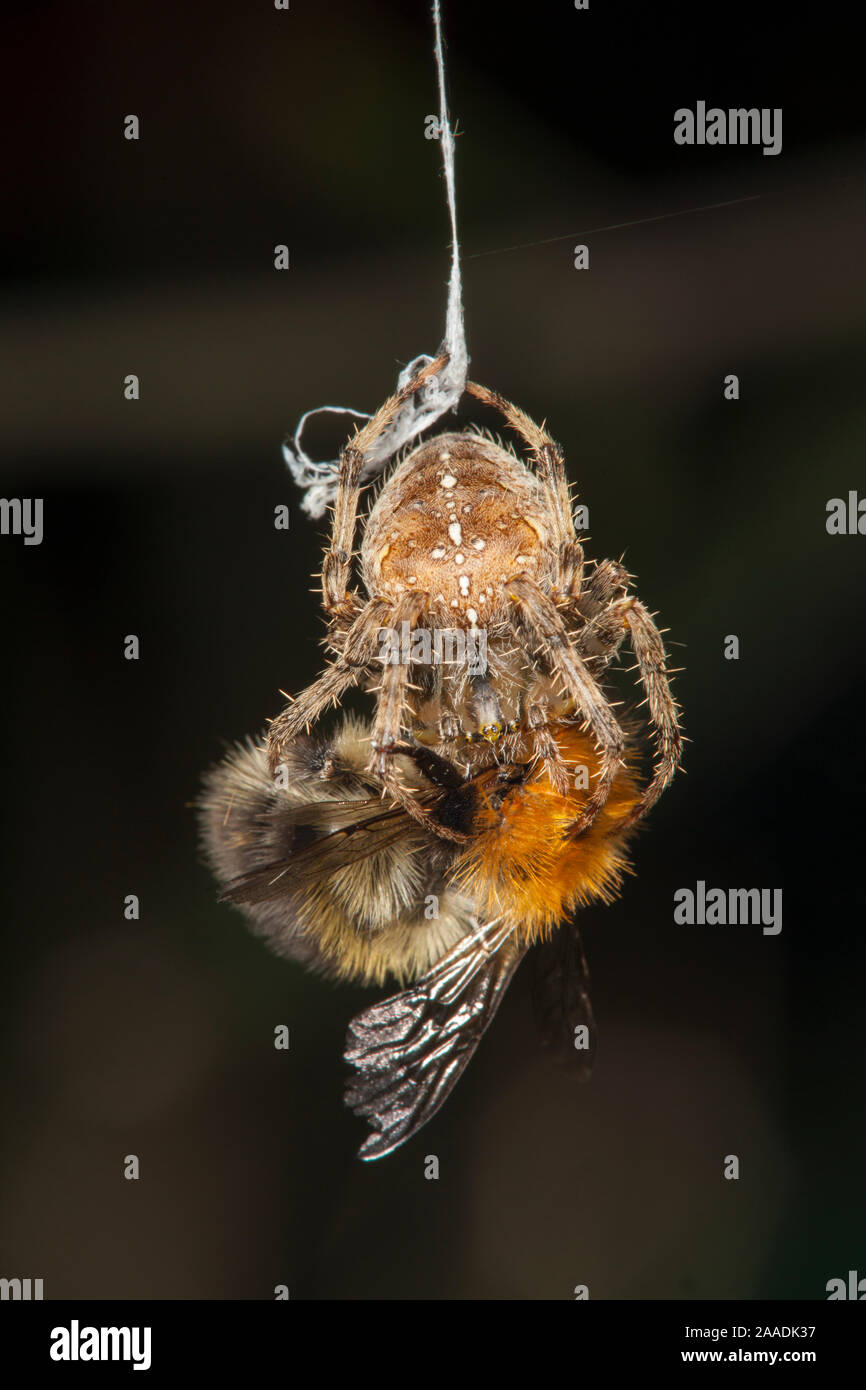 Garden Cross Spider (Araneus diadematus) wrapping its Common Carder Bee (Bombus pascuorum) prey in silk, Bristol, UK, September. Sequence 4/10. Stock Photo