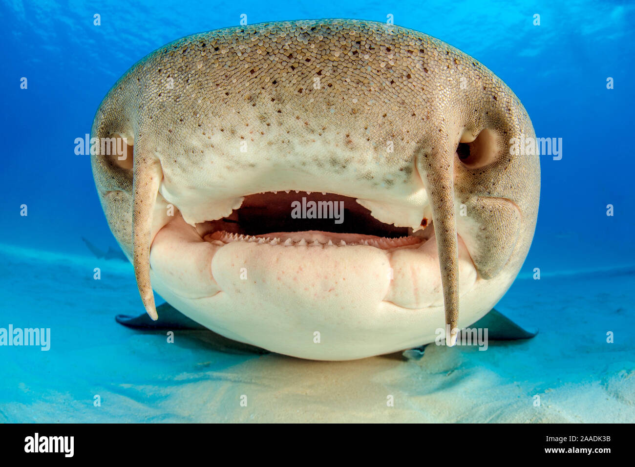 Close up portrait of the face of a Nurse shark (Ginglymostoma cirratum) resting on the sand in shallow water. Its barbels are clearly visible on its top lip. South Bimini, Bahamas. The Bahamas National Shark Sanctuary. Gulf Stream, West Atlantic Ocean. Stock Photo