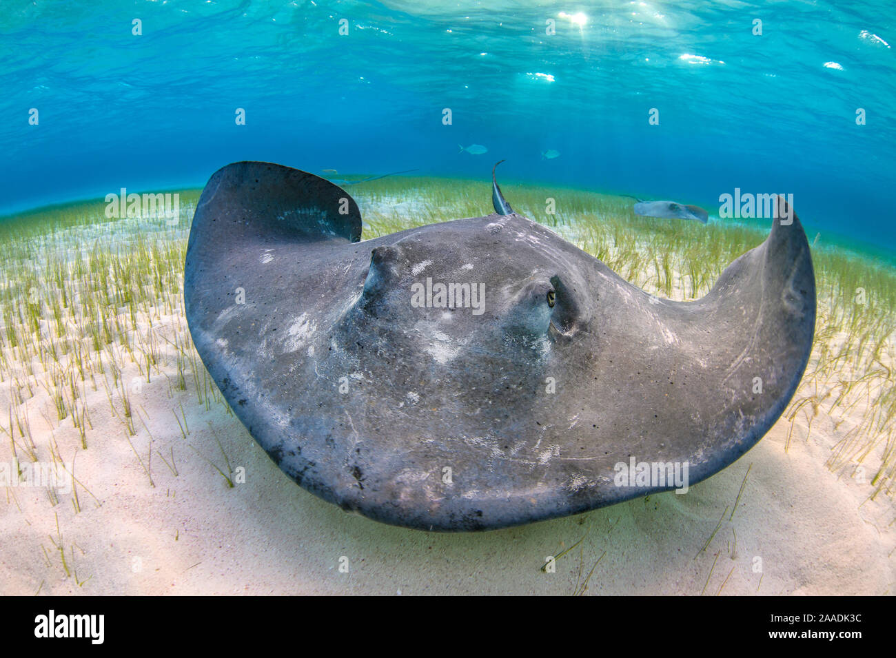 Southern stingray (Dasyatis americana) large female foraging over seagrass in shallow water. The Sandbar, Grand Cayman, Cayman Islands. British West Indies. Caribbean Sea. Stock Photo
