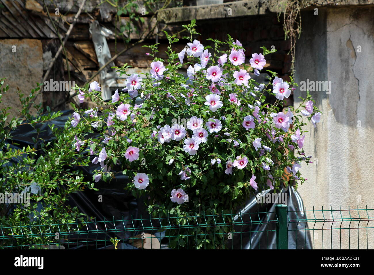 Densely growing Hibiscus syriacus or Rose of Sharon or Syrian ketmia or Rose mallow or St Josephs rod flowering hardy deciduous shrub plant Stock Photo
