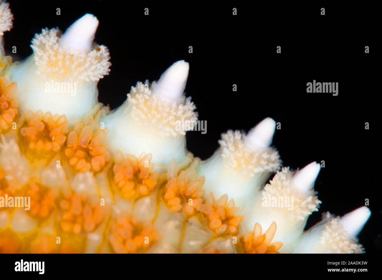 High magnification photo of the spines of a Common starfish (Asterias rubens). Gulen, Bergen, Norway. North Sea, North East Atlantic Ocean. Stock Photo