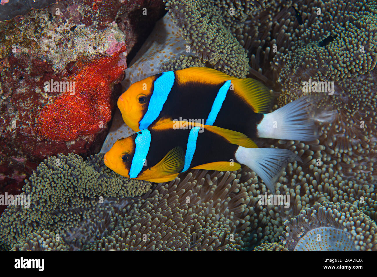 Orange-finned anemonefish (Amphiprion chrysopterus) guarding their recently spawned red eggs on a rock next to the host anemone. Rock Islands, Palau, Micronesia. Tropical west Pacific Ocean. Stock Photo