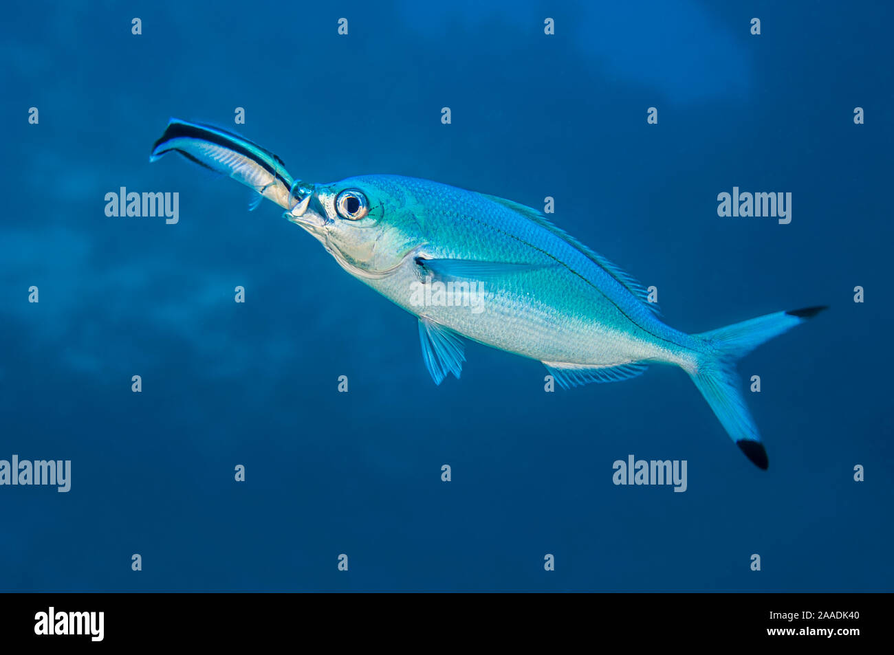 Bluestreak cleaner wrasse (Labroides dimidiatus) sticking its head into the mouth of a Red Sea fusilier (Caesio lunaris) during a cleaning session. Small Crack, Sha'ab Mahmud, Sinai, Egypt. Red Sea. Stock Photo