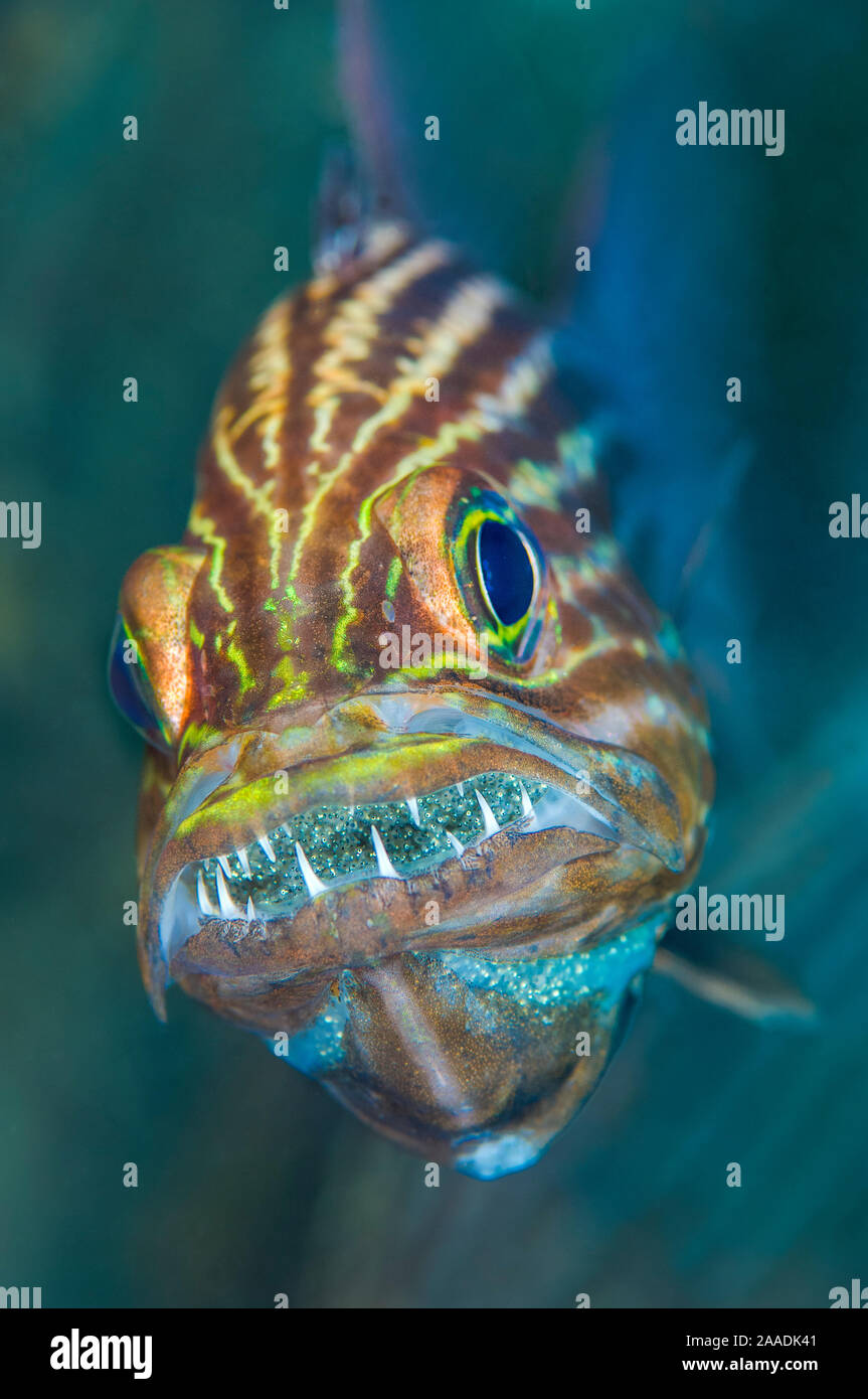 Tiger cardinalfish (Cheilodipterus macrodon) male mouthbrooding eggs in his mouth. Gubal Barge, Gubal Island, Egypt. Strait of Gubal, Gulf of Suez, Red Sea Stock Photo