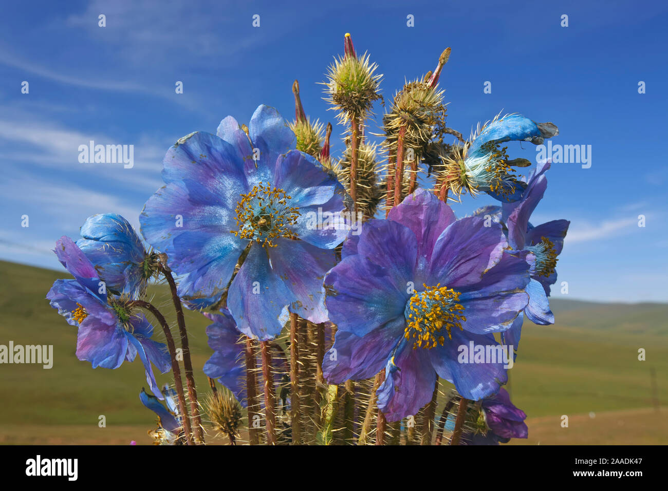 Blue poppy (Meconopsis horridula)  Sanjiangyuan National Nature Reserve, Qinghai Hoh Xil UNESCO World Heritage Site, Qinghai-Tibet Plateau, Qinghai Province, China. Stock Photo