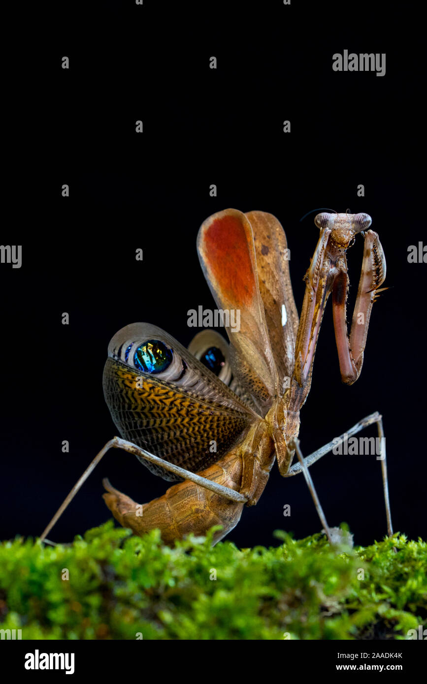 Peacock praying mantis hi-res stock photography and images