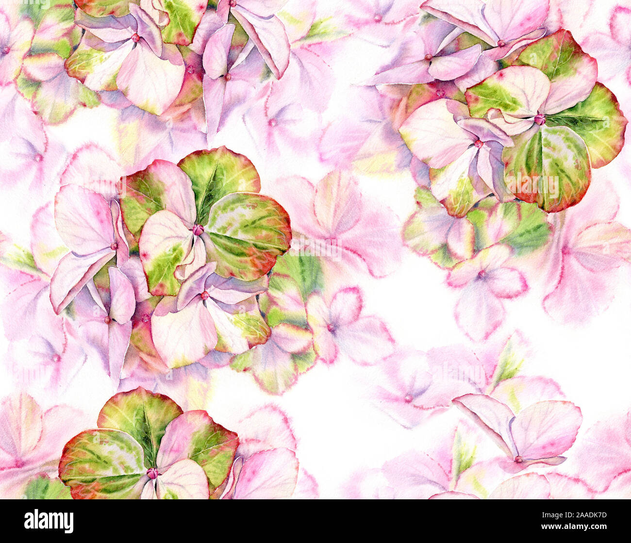 Pink Hydrangea watercolor seamless pattern. Big detailed flowers with pastel green color. Hand drawn floral illustration on white background for Stock Photo