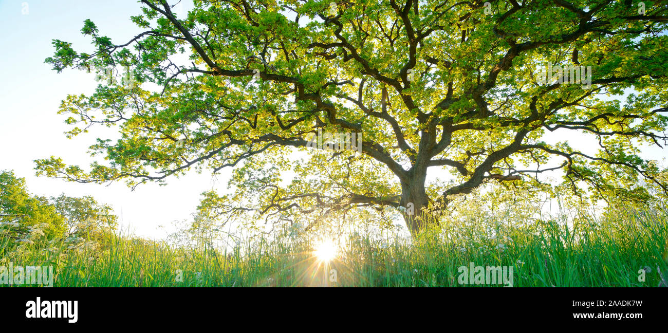 Panoramic of Oak tree (Quercus robur) with low sun, Oland, Sweden, May. Stock Photo