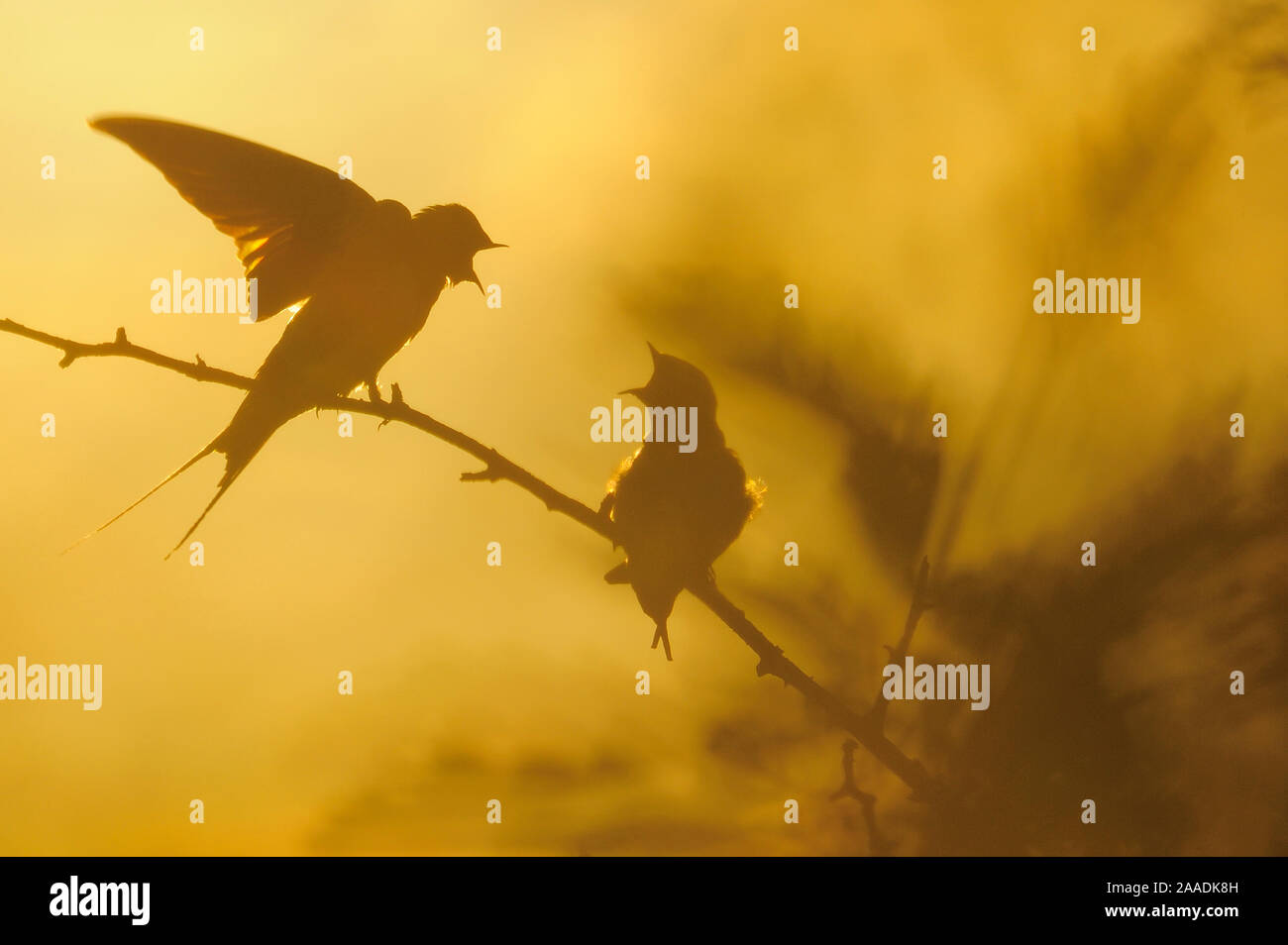 Barn swallows (Hirundo rustica) calling, silhouetted in midnight sun,  Oland, Sweden, June Stock Photo - Alamy, image size:1300x954