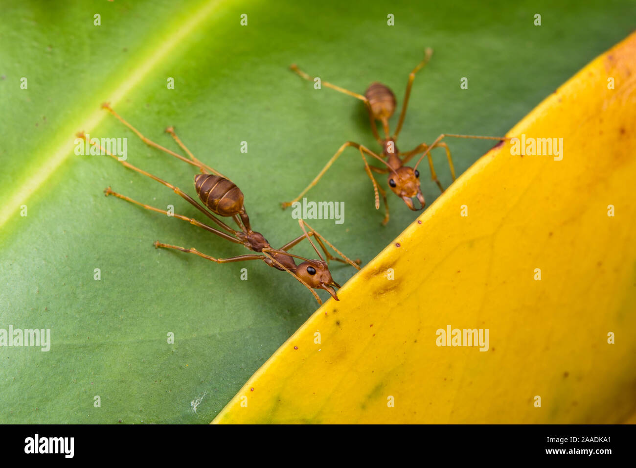 Weaver ants (Oecophylla smaragdina) holding leaves together during nest building, Malaysian Borneo. Stock Photo