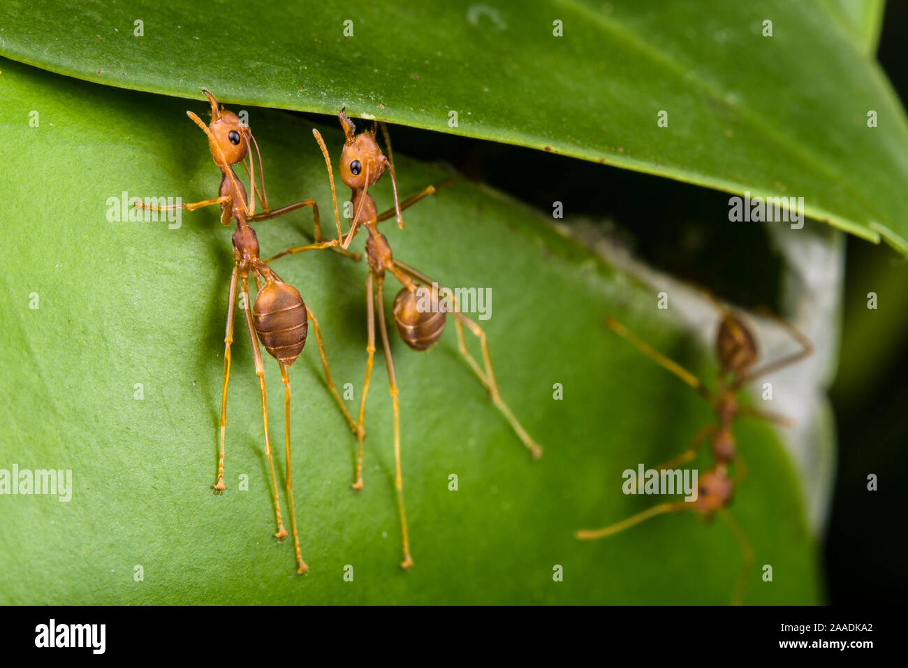 Weaver ants (Oecophylla smaragdina) building nest by gluing leaves together with silk, Sabah, Malaysian Borneo. Stock Photo