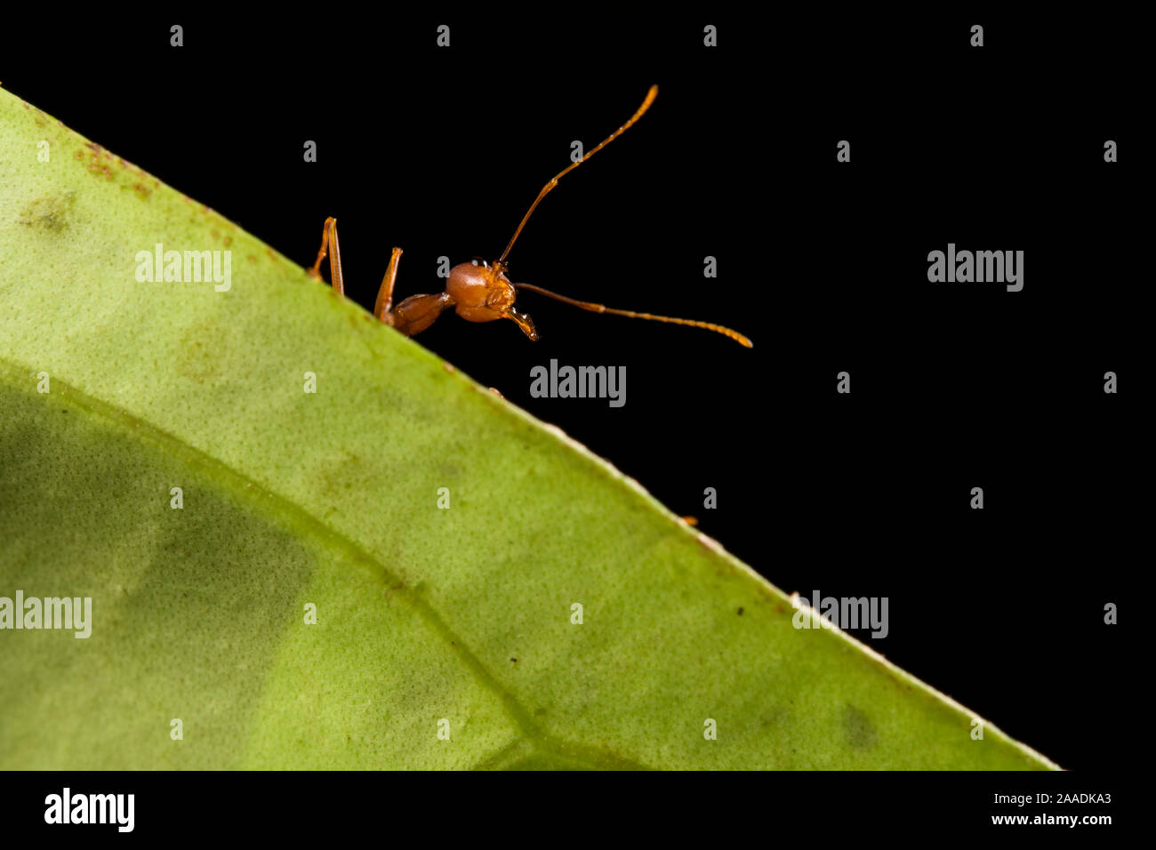 Weaver ants  (Oecophylla smaragdina) portrait, Sabah, Malaysian Borneo. Stock Photo