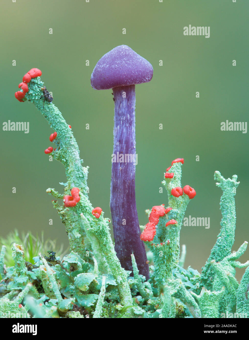 Amethyst deceiver (Laccaria amethystina) fungus, Peatlands Park Co. Armagh, Northern Ireland. Stock Photo