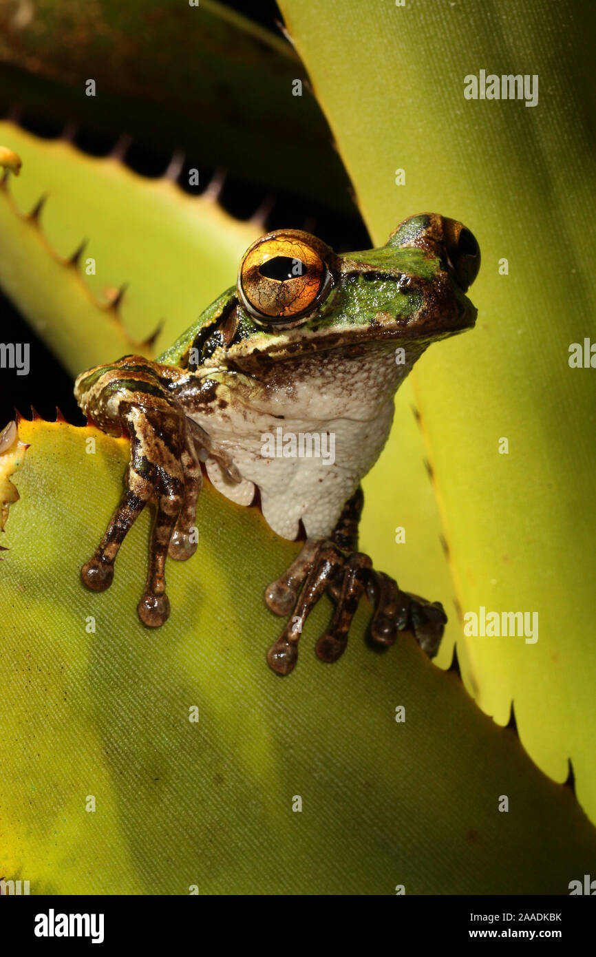 Cuban tree frog (Osteopilus septentrionalis) sitting inside Bromeliad, Sierra Maestra National Park, Cuba. Stock Photo