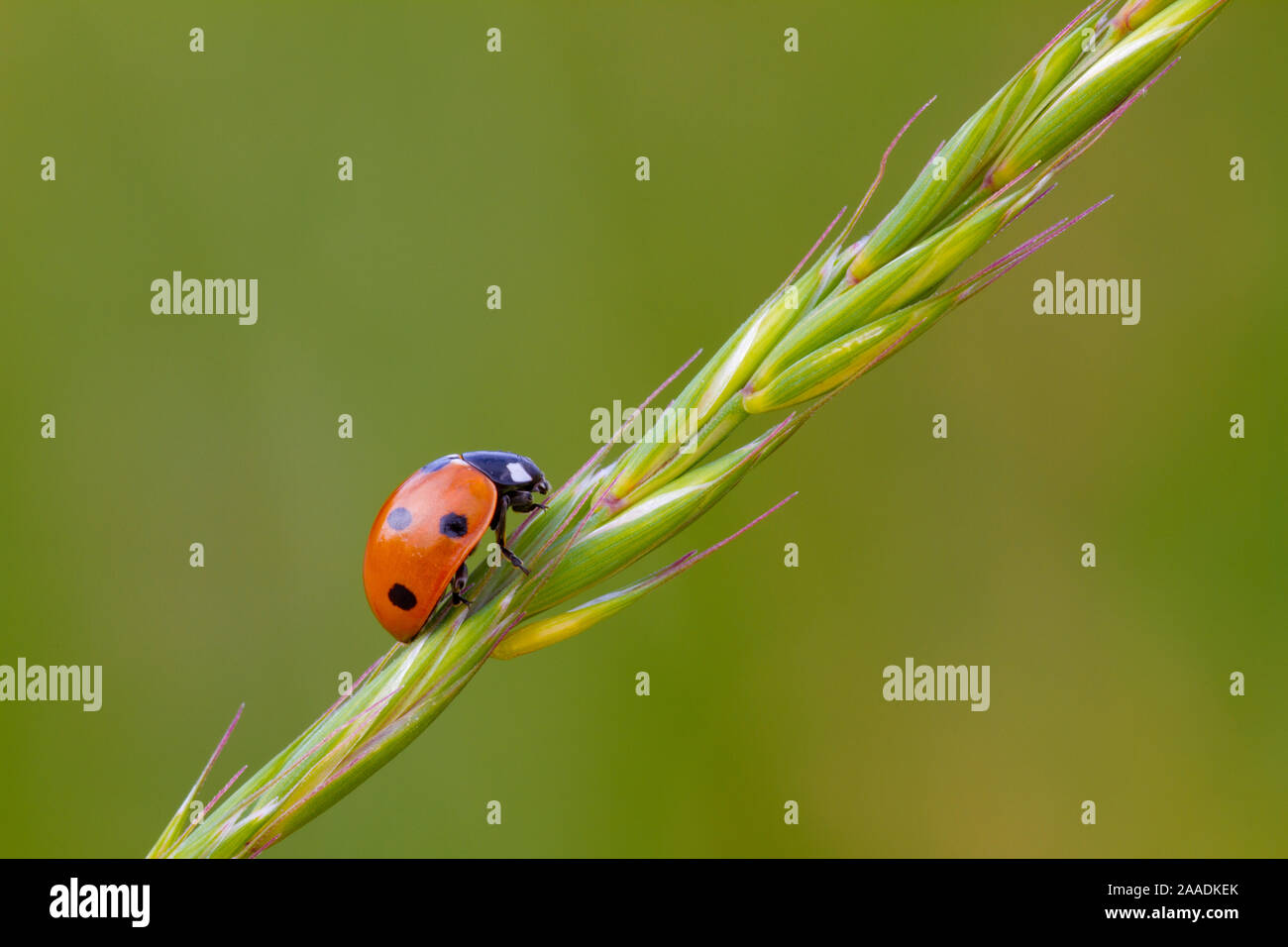 Marienkäfer symbol hi-res stock photography and images - Alamy