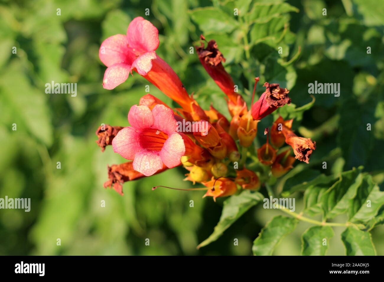 Flowering Trumpet vine or Campsis radicans or Trumpet creeper or Cow