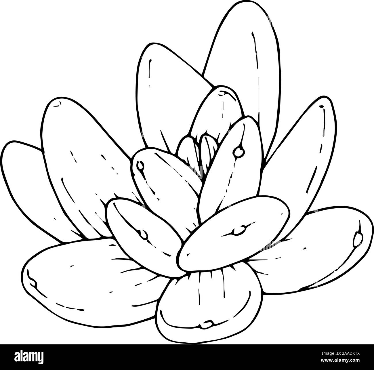 Vector succulent floral botanical flower. Black and white engraved ink