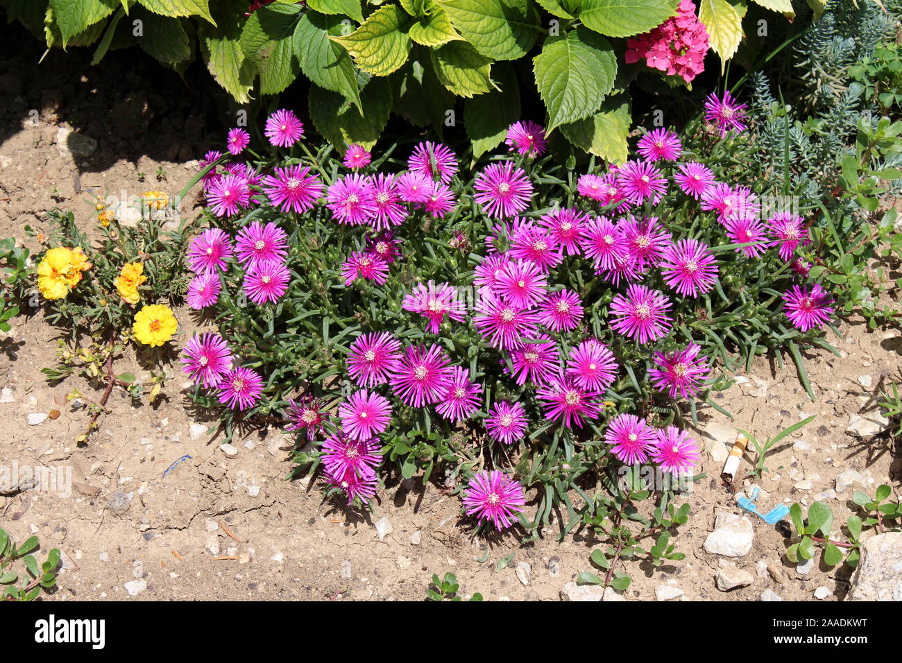 Hardy iceplant or Delosperma cooperi or Trailing iceplant or Pink ...