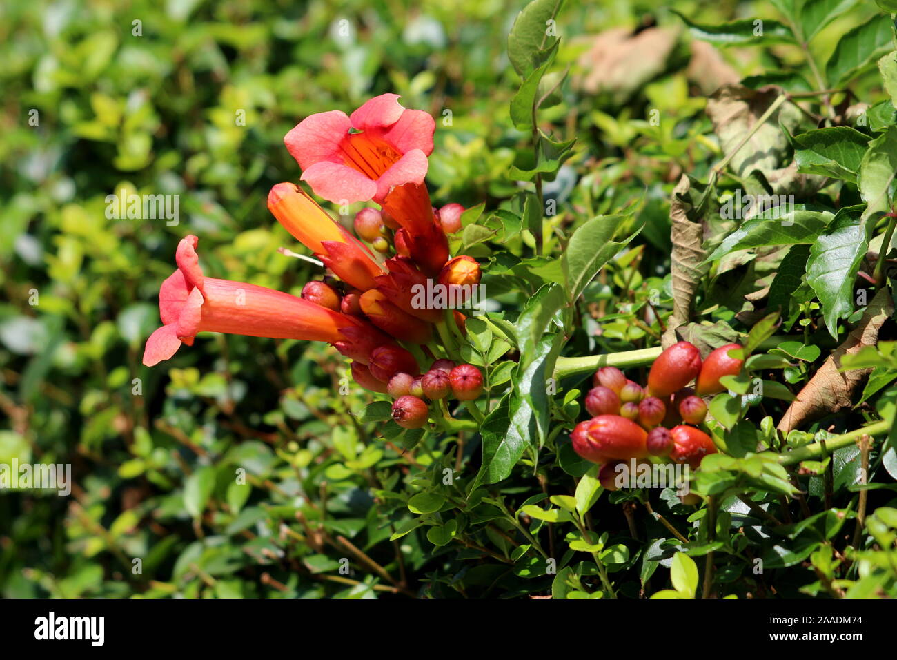 Large bunch of Trumpet vine or Campsis radicans or Trumpet creeper or Cow itch vine or Hummingbird vine flowering deciduous woody vine plant Stock Photo
