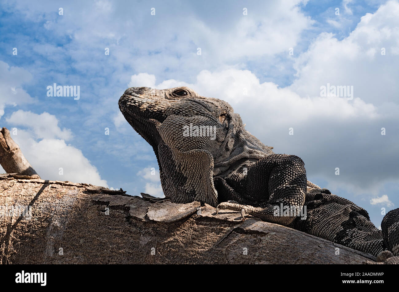 Close up shoot of a Garrobo Iguana on a tree branch near the ruins of Tulum Mexico Stock Photo