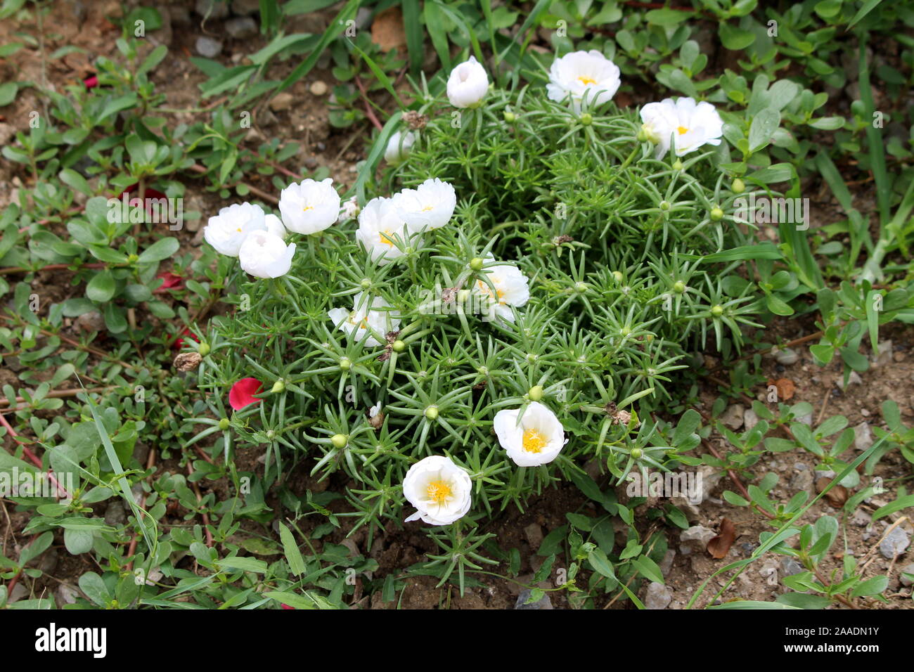 Moss Rose Or Portulaca Grandiflora Or Rose Moss Or Ten Oclock Or Mexican Rose Or Vietnam Rose Or Sun Rose Or Rock Rose Or Moss Rose Purslane Fast Grow Stock Photo Moss Rose Or Portulaca Grandiflora Or Rose Moss Or Ten Oclock Or Mexican Rose Or Vietnam Rose Or Sun Rose Or Rock Rose Or Moss Rose Purslane Fast Grow Stock Photo
