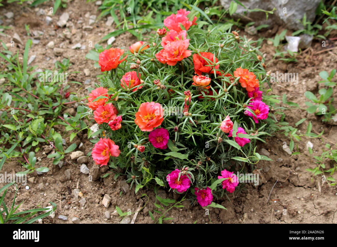 Moss Rose Purslane High Resolution Stock Photography And Images Alamy Moss Rose Purslane High Resolution Stock Photography And Images Alamy