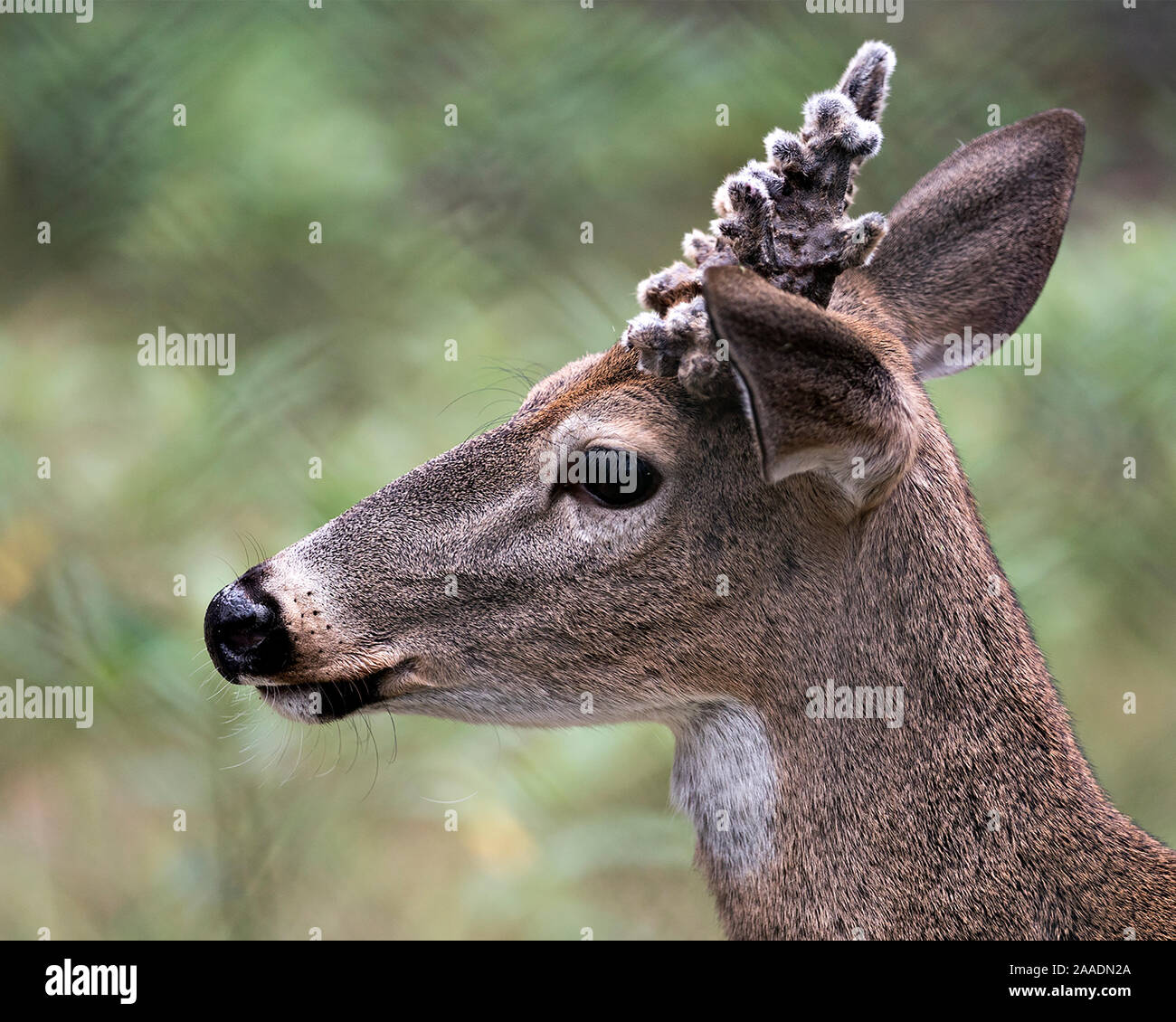 Deer (Florida Key Deer) close-up head view exposing its head, antlers,ears, eyes, nose, in its environment and surrounding with a bokeh background. Stock Photo