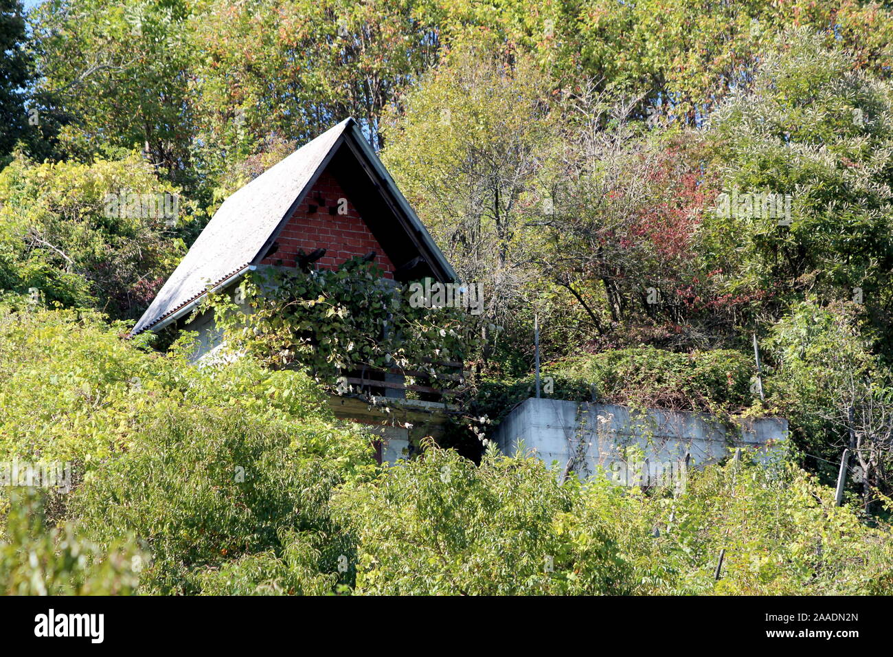 Narrow Abandoned Red Brick Vineyard Cottage Completely Surrounded