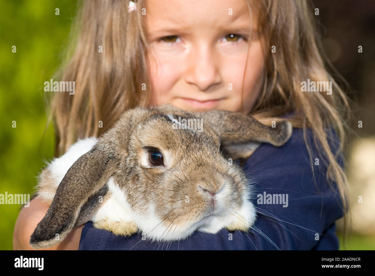 fünfjähriges Mädchen hält ein Kaninchen (mr) Stock Photo