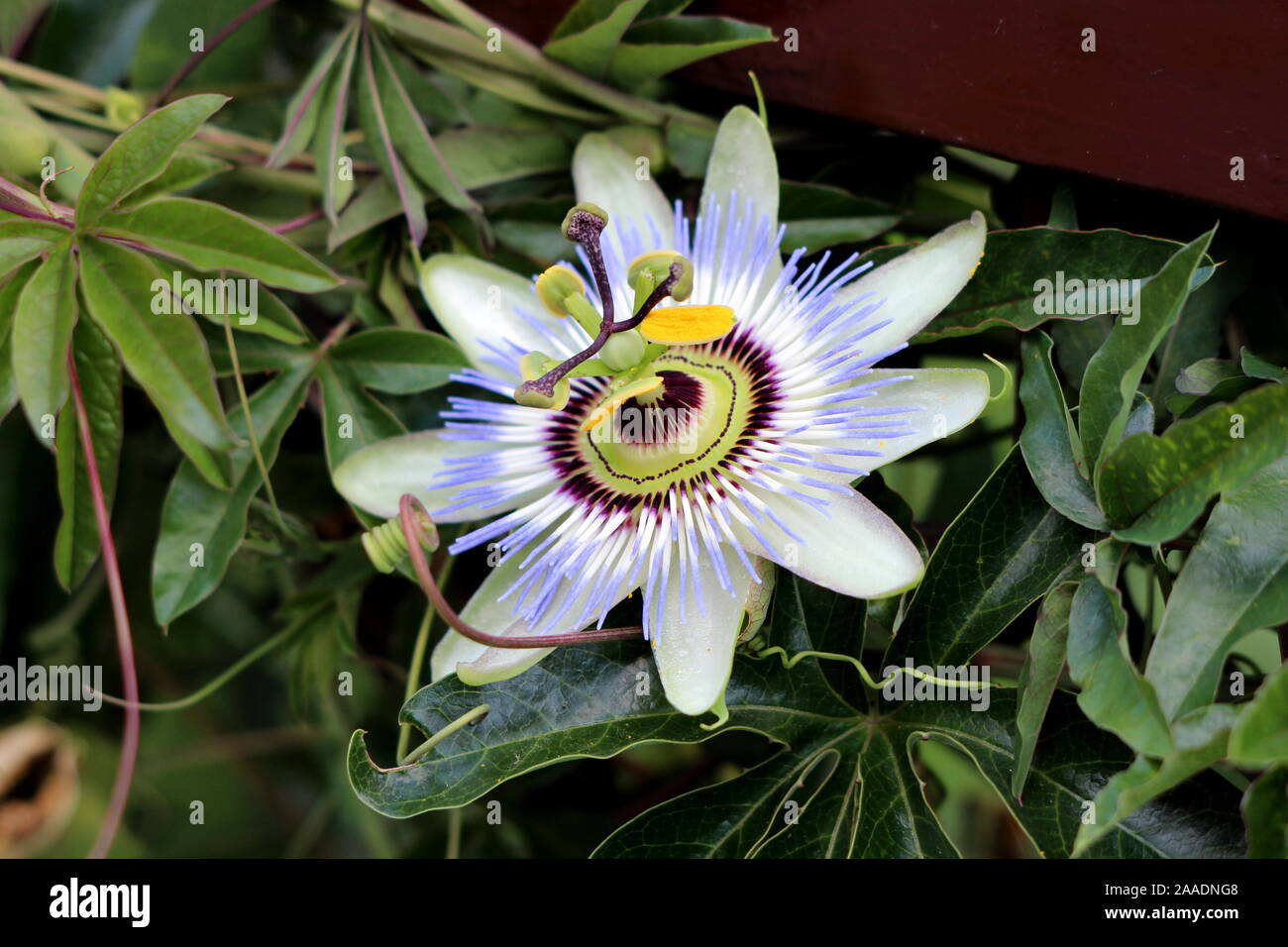 Passion fruit or Passiflora edulis or Maracuja or Parcha or Grenadille or Fruit de la passion open blooming beautiful unusual flower surrounded Stock Photo