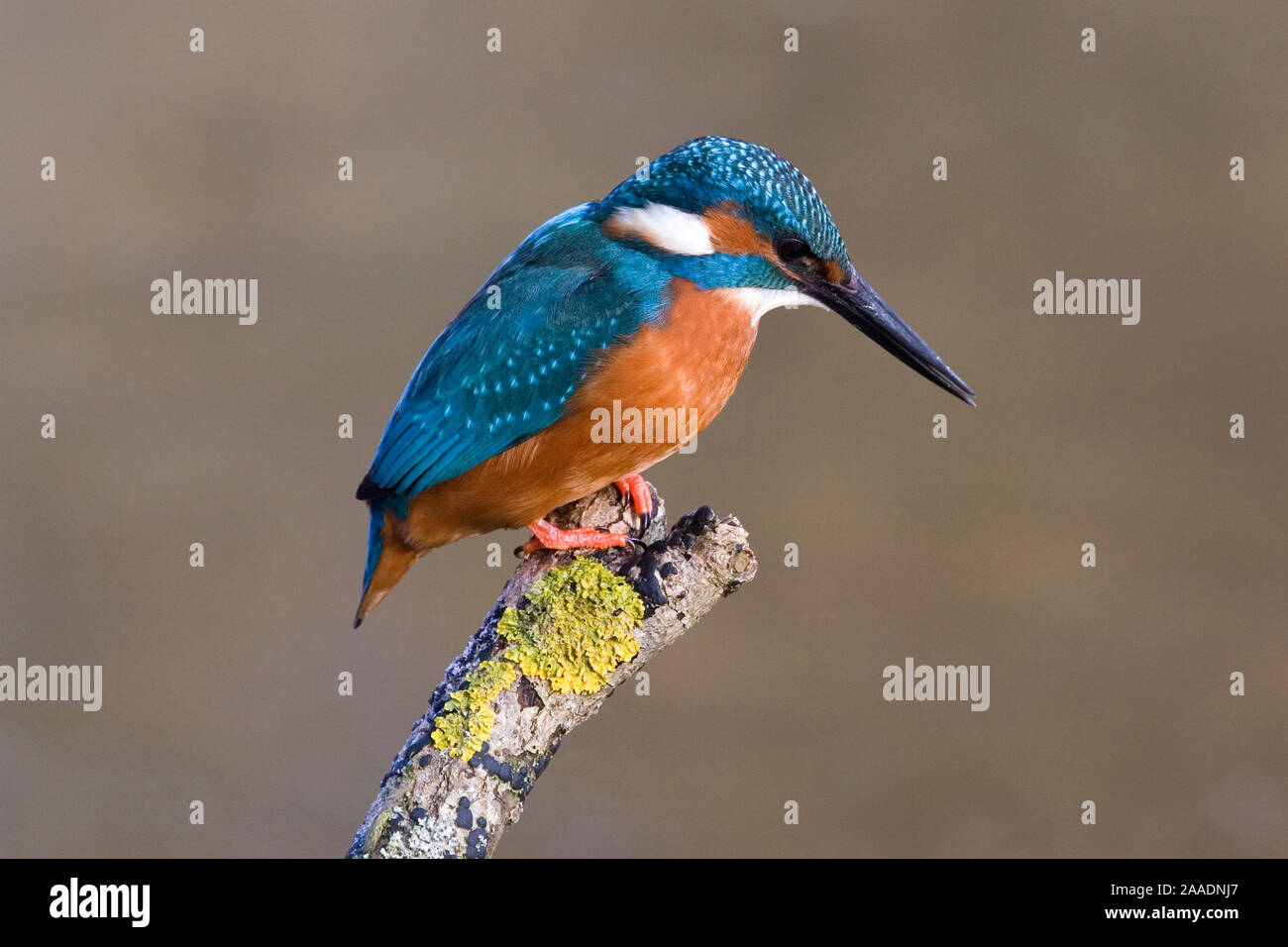 Eisvogel, Alcedo atthis Stock Photo