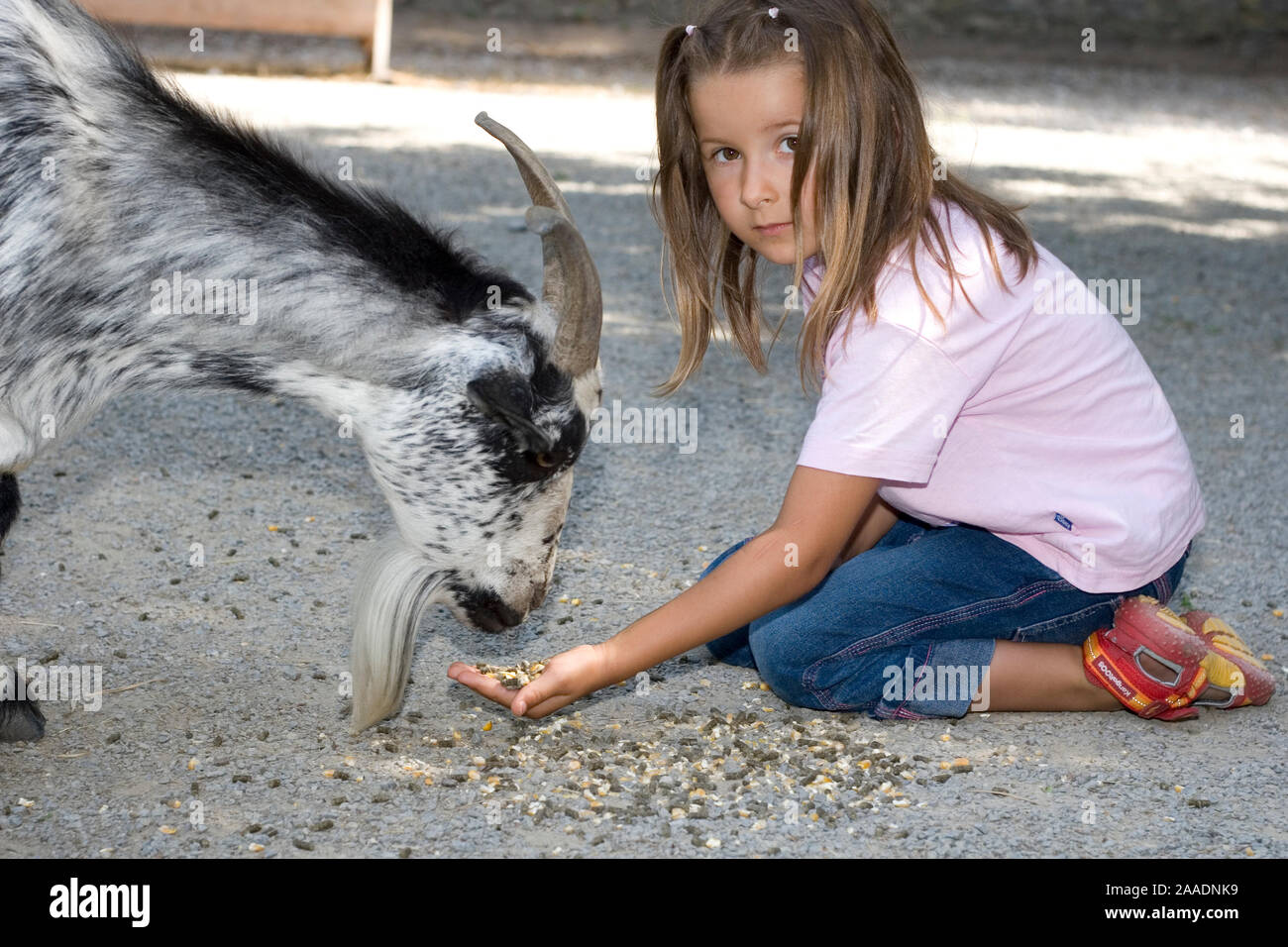 Mädchen füttert Ziege (mr) Stock Photo